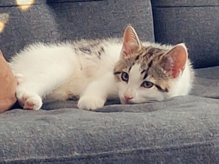 kitten