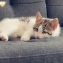 kitten Image 2