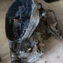 EF Civic Gear Box Image 3