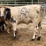 4 super bulling heifers Image 3
