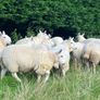 Cheviot Ewe Lambs Image 7