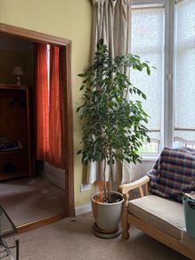 Ficcus Plant (indoor)