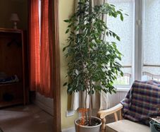 Ficcus Plant (indoor)