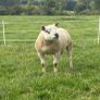 Texel shearlings Image 5