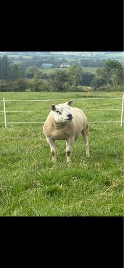 Texel shearlings