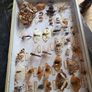 Vintage Entomological Insect Display Image 5