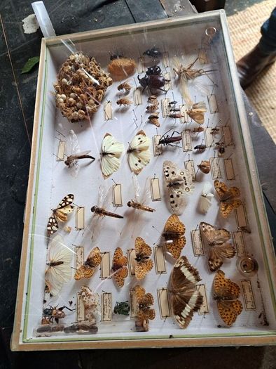 Vintage Entomological Insect Display