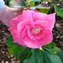 Plant Sale Image 7