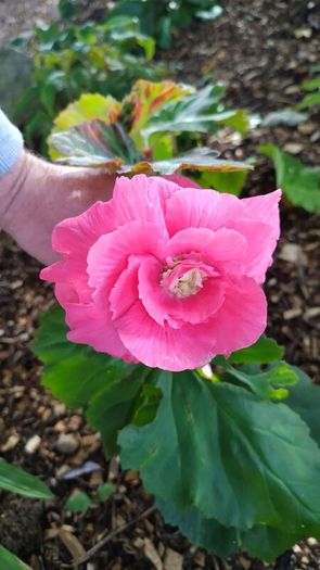 Plant Sale