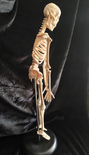 mini human anatomical skeleton model