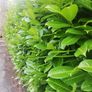 Laurel Hedging Image 2