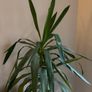 Potted plant Image 4