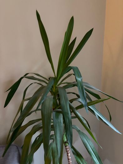 Potted plant