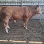 Limousine Bull Image 5