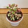 Portulacaria afra / Elephant Bush plant Image 2