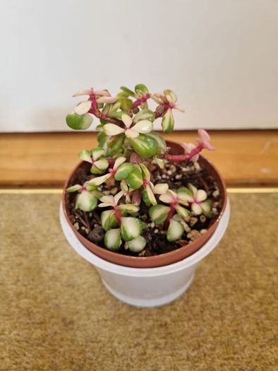 Portulacaria afra / Elephant Bush plant
