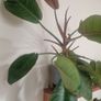 Philodendron 'Prince of Orange' Image 3