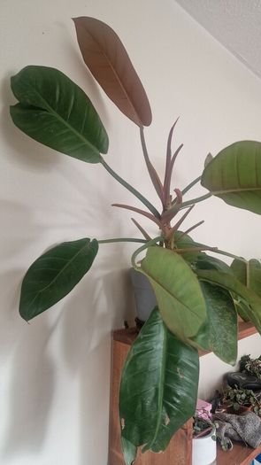 Philodendron 'Prince of Orange'