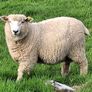 Galway Ram Lambs 2026 and Ram 2024 Image 7