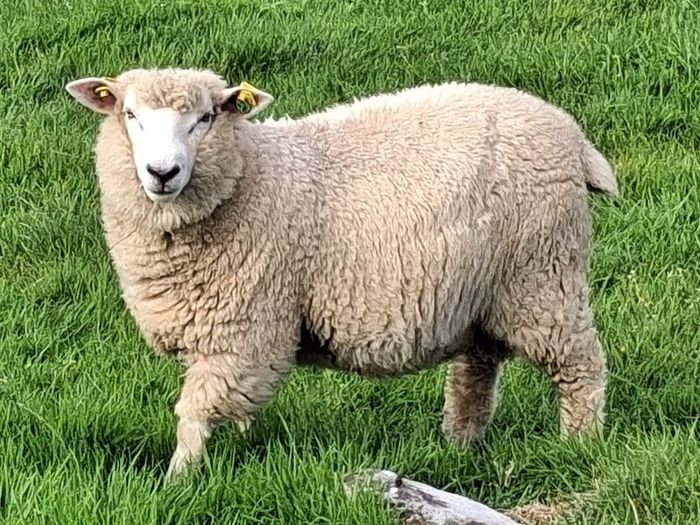 Galway Ram Lambs 2026 and Ram 2024