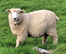 Galway Ram Lambs 2026 and Ram 2024