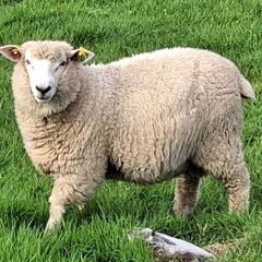 Galway Ram Lambs 2026 and Ram 2024