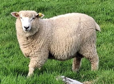 Galway Ram Lambs 2026 and Ram 2024