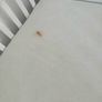 toddler bed Image 9