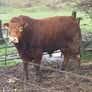 Beef bull Image 5