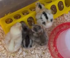 poultry