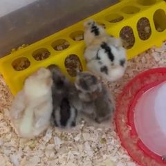 poultry