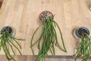 Jungle cactus