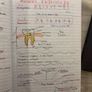 agricultural/ ag science leaving cert notes bundle Image 6