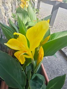 Plants Canna divisions/swaps