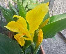 Plants Canna divisions/swaps