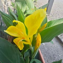 Plants Canna divisions/swaps