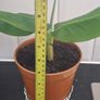 Plant Image 2