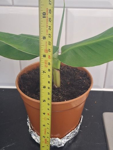 Plant