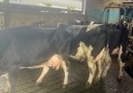 Calved cows