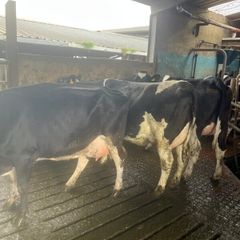 Calved cows