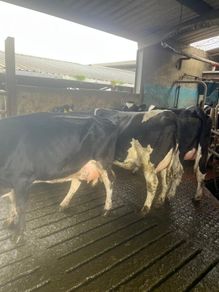 Calved cows