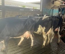 Calved cows