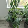 schefflera plant Image 9