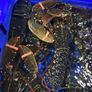 brown crabs , lobsters  , razor clams Image 5