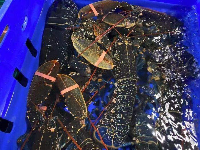 brown crabs , lobsters  , razor clams