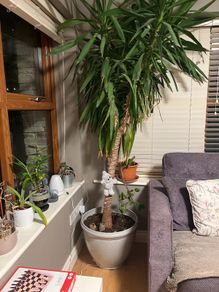 Large Yucca Plant
