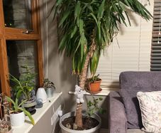 Large Yucca Plant
