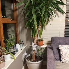 Large Yucca Plant