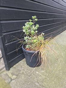 plant