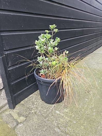 plant